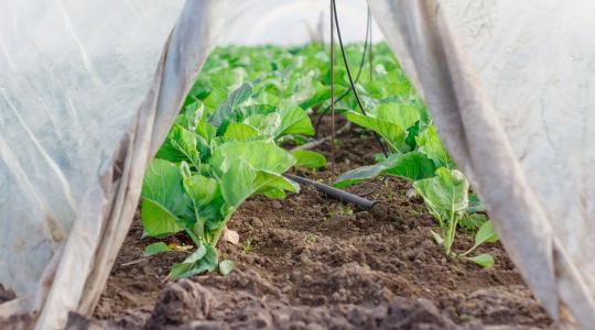 A komposztálható műanyag nem mindig az, aminek látszik A komposztálható műanyag nem mindig az, aminek látszik
