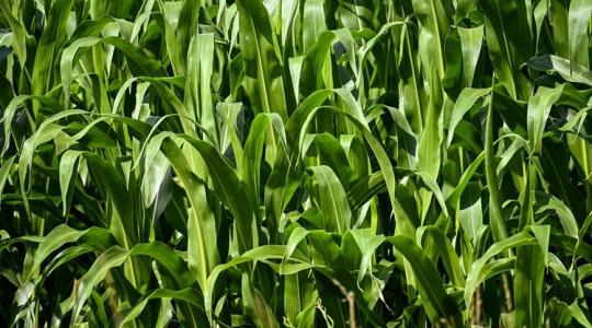 Vetésidő és termés: 65%-os különbséget is okozhat a megfelelő időzítés