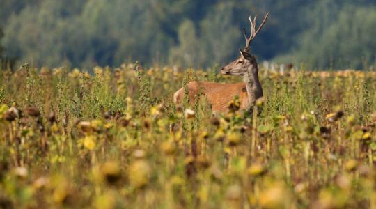 Vadkár: mérni kell, hogy csökkenthessük – új irányt mutat a monitoring alapú szabályozás Vadkár: mérni kell, hogy csökkenthessük – új irányt mutat a monitoring alapú szabályozás