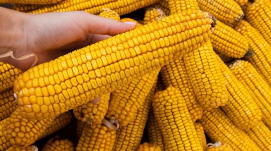 Aszály, hőstressz, mikotoxin – új növényvédelmi korszak a kukoricában