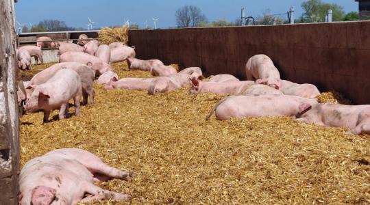 ZsÃros a húsa: márka válhat ebbÅ‘l a ritka sertésfajtából ZsÃros a húsa: márka válhat ebbÅ‘l a ritka sertésfajtából