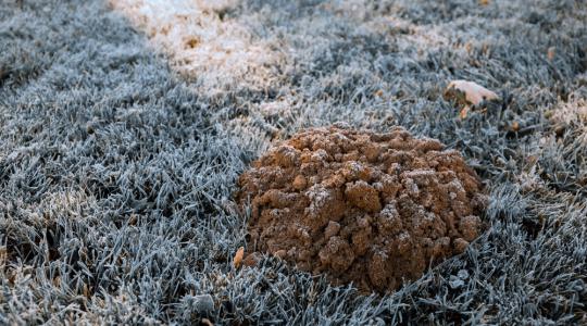 Hát ez durva! Ezt csinálja a vakond télen!