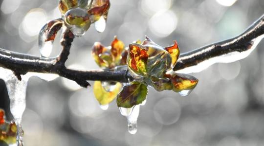 Ezek a pókok télen segítik a gyümölcstermesztők munkáját