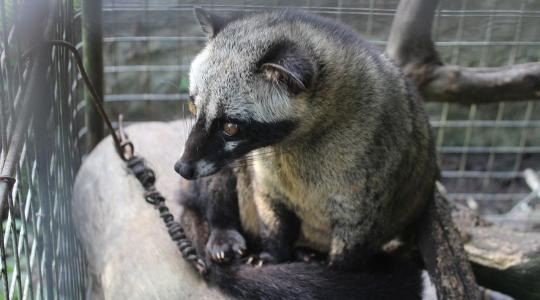 Laborban készülhet a világ legdrágább kávéja