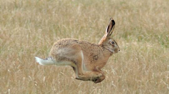 Elképesztő: illegális nyúlhajtók keserítik meg a brit gazdák életét Elképesztő: illegális nyúlhajtók keserítik meg a brit gazdák életét