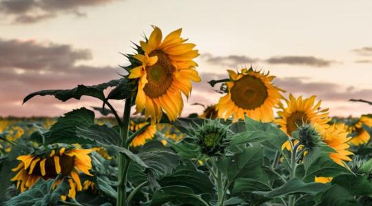 Napraforgóból hús?