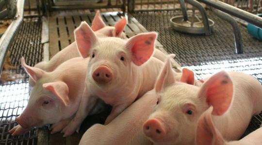 Újabb vírus fertőz Somogyban: megkezdődött az állományok felszámolása