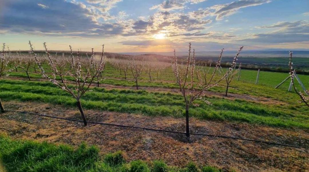 Pálinka csak saját gyümölcsből, egyre nagyobb kockázatok között