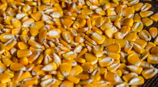 Az évszázad üzlete? 4000 tonna GMO-mentes kukoricát keres a piac