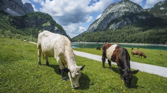 Árháború a szomszédban: "csak 25 cent a nyereség a kenyéren"
