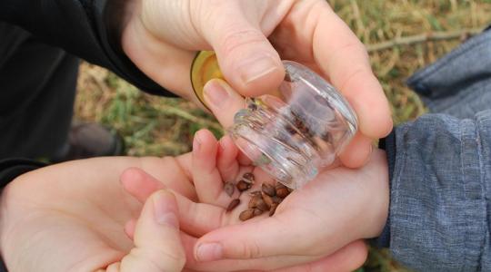 Ha túl korán veted el, tönkremehet az egész vetés