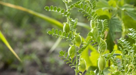 Csicseriborsó a Holdon? Különös kísérlet lep meg mindenkit