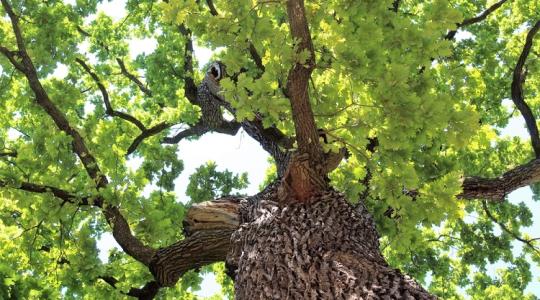 Gyorsan növő fát szeretnél? Ezek a fák elképesztő gyorsan nőnek!