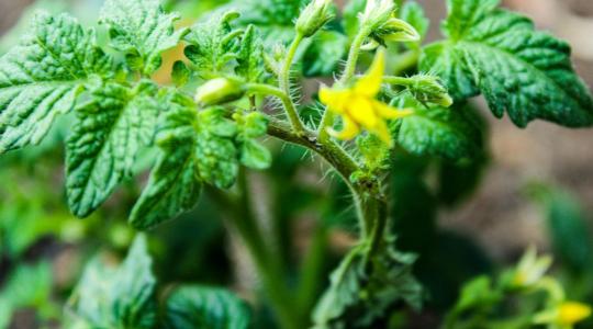 Paradicsom ültetése: 5 hiba, ami visszavetheti a termést