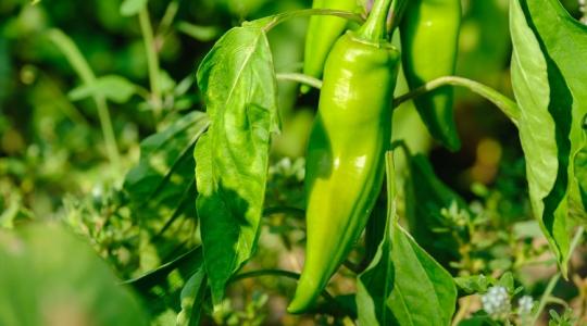 A paprika virágzik, mégsem terem? Ez a rejtett probléma is állhat a háttérben A paprika virágzik, mégsem terem? Ez a rejtett probléma is állhat a háttérben