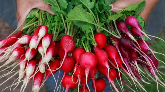 Így véd meg a retek a daganatos megbetegedésektől! Így véd meg a retek a daganatos megbetegedésektől!