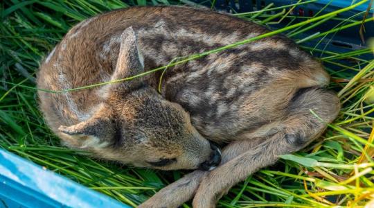 Ezzel a módszerrel évente 3000-3500 gida menekül meg a biztos pusztulástól