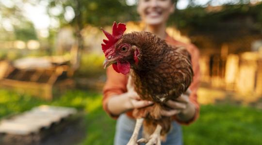 Keltetőgép és éves vitamincsomag a nyeremény: indul az I. Országos Online Tyúkszépségverseny Keltetőgép és éves vitamincsomag a nyeremény: indul az I. Országos Online Tyúkszépségverseny
