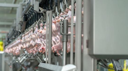 100 millió csirke évente: világszintű fejlesztési tempót diktál a magyar húsóriás