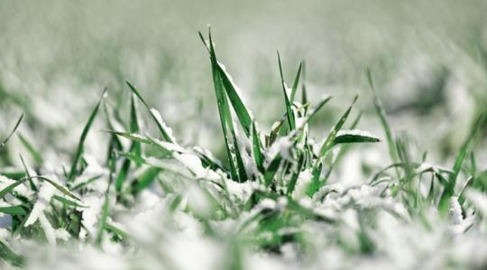 Fagy és havazás Oroszországban - Bírták a növények?