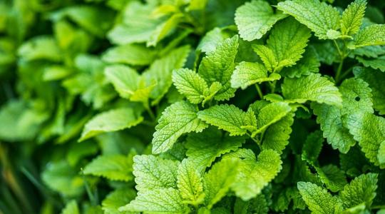 A menta pillanatok alatt elterjedhet a kertben - ezzel a módszerrel kordában tarthatod