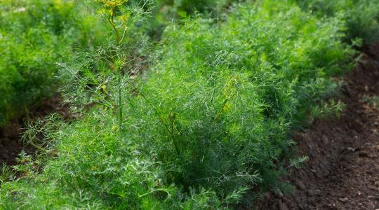 Újabb növényvédőszer-botrány: Hogyan kerülhetett szennyezett kapor az importpiacra?