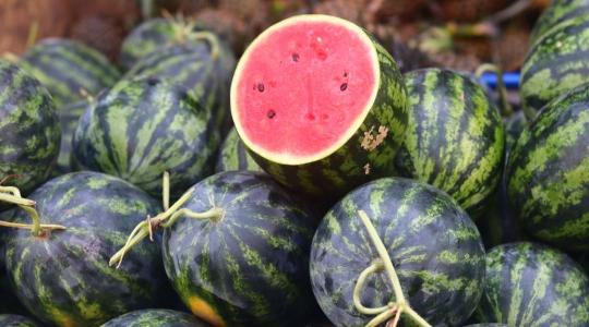 Indul a dinnyerazzia: komoly bírság vár azokra, akik hibáznak Indul a dinnyerazzia: komoly bírság vár azokra, akik hibáznak