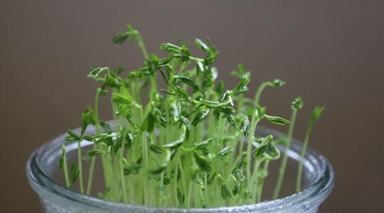 Mikrozöld termesztés: melyik faj a legbiztosabb siker februárban?
